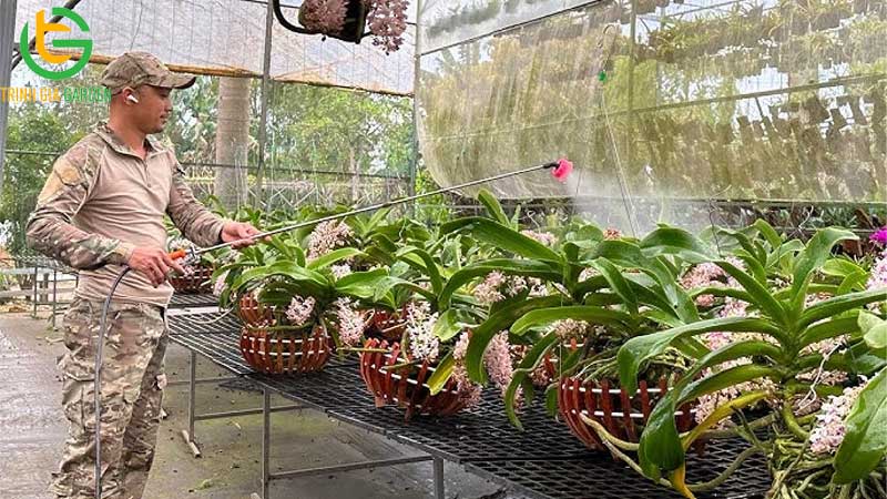 Cách bón bánh dầu cho mai và các loại cây trồng