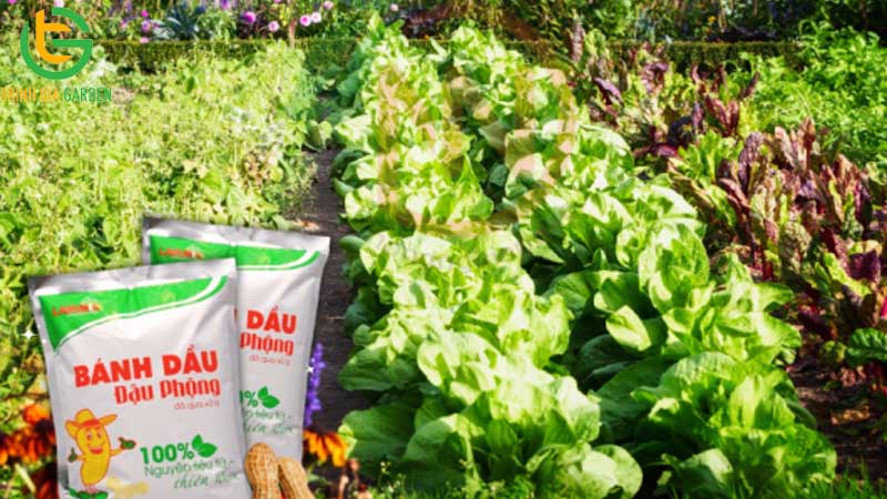 Cách bón bánh dầu cho mai và các loại cây trồng