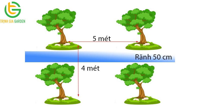 Đặc điểm, giá bán và kỹ thuật trồng bưởi da xanh ruột hồng 7 Đặc điểm, giá bán và kỹ thuật trồng bưởi da xanh ruột hồng