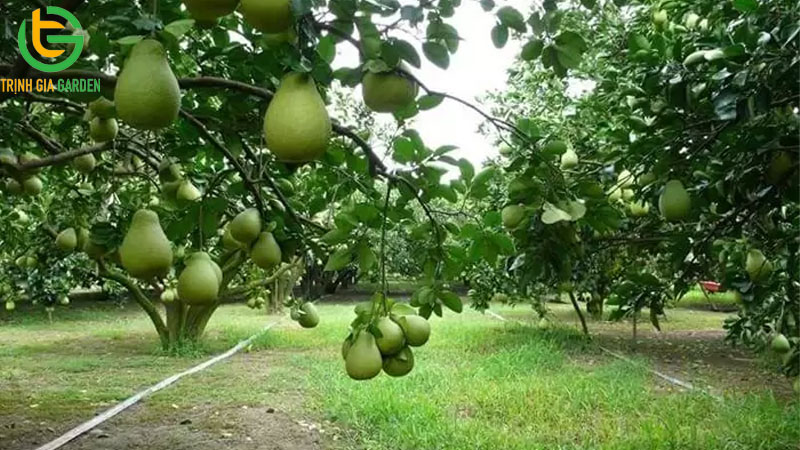 Đặc điểm, giá bán và kỹ thuật trồng bưởi da xanh ruột hồng 11 buoi da xanh ruot hong 3