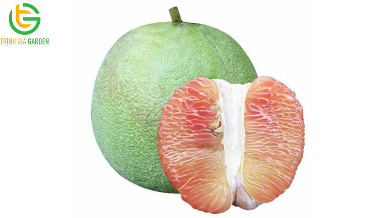 Đặc điểm, giá bán và kỹ thuật trồng bưởi da xanh ruột hồng 5 Đặc điểm, giá bán và kỹ thuật trồng bưởi da xanh ruột hồng