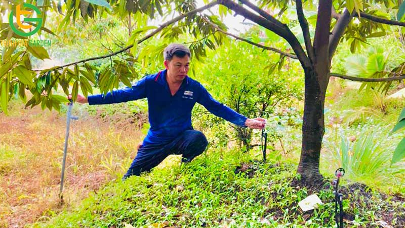 Cách chăm sóc sầu riêng 2 năm tuổi đến 3 năm tuổi đúng kỹ thuật 7 Cách chăm sóc sầu riêng 2 năm tuổi đến 3 năm tuổi đúng kỹ thuật