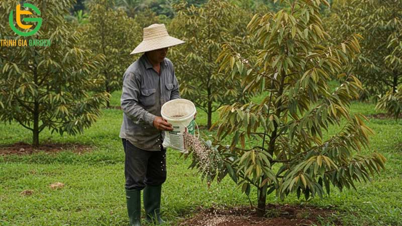 Cách chăm sóc sầu riêng 2 năm tuổi đến 3 năm tuổi đúng kỹ thuật 8 Cách chăm sóc sầu riêng 2 năm tuổi đến 3 năm tuổi đúng kỹ thuật