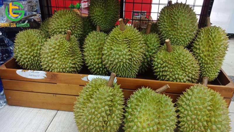 Cách chọn sầu riêng ngon đúng chuẩn và nhiều múi 11 Cách chọn sầu riêng ngon đúng chuẩn và nhiều múi
