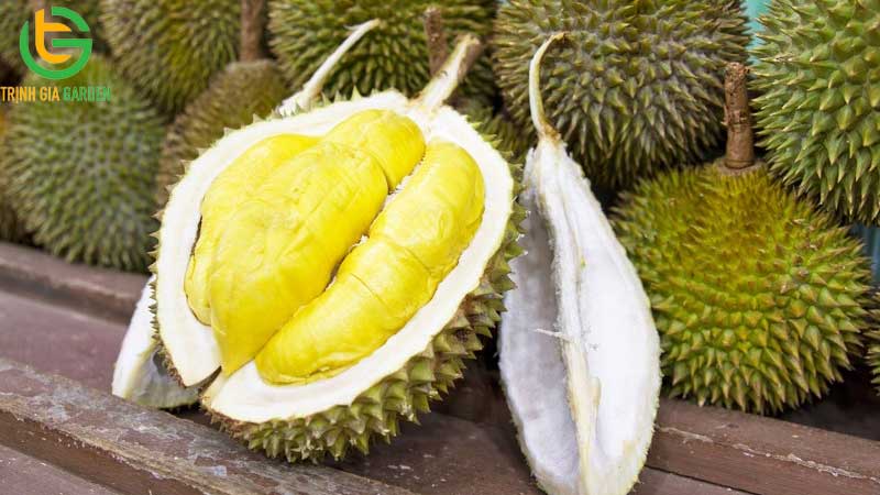 Cách chọn sầu riêng ngon đúng chuẩn và nhiều múi 13 Cách chọn sầu riêng ngon đúng chuẩn và nhiều múi