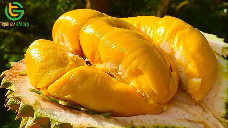 cach chon sau rieng ngon dung chuan va nhieu mui