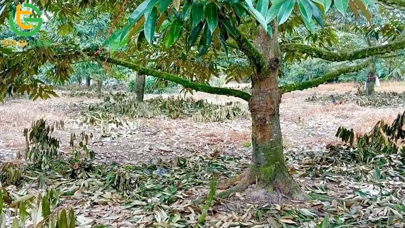 Cách tỉa cành sầu riêng sau thu hoạch đúng kỹ thuật