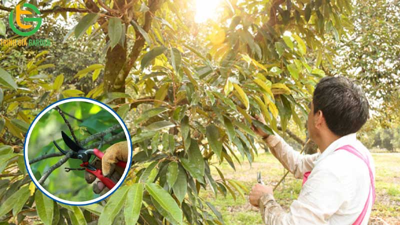 Cách tỉa cành sầu riêng sau thu hoạch đúng kỹ thuật