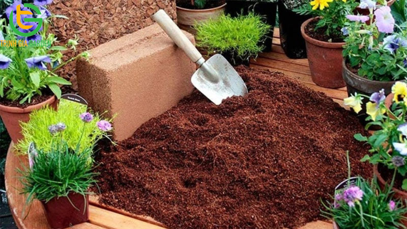 Hướng dẫn cách trồng rau mầm bằng khay tại nhà đơn giản 7 Hướng dẫn cách trồng rau mầm bằng khay tại nhà đơn giản