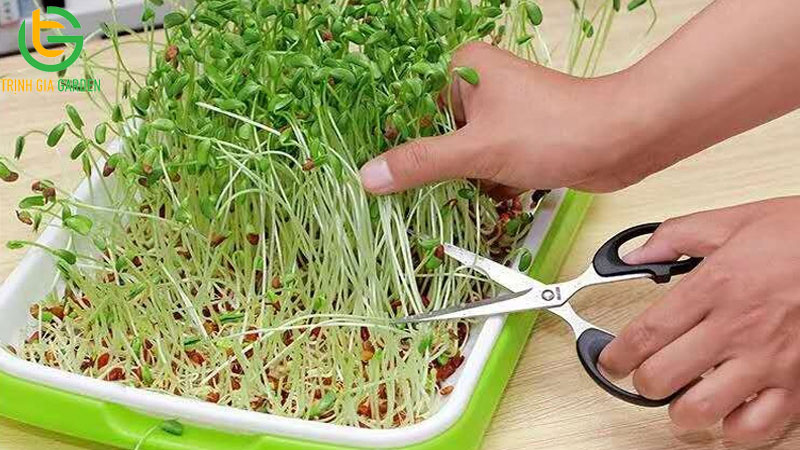 Hướng dẫn cách trồng rau mầm bằng khay tại nhà đơn giản 8 Hướng dẫn cách trồng rau mầm bằng khay tại nhà đơn giản