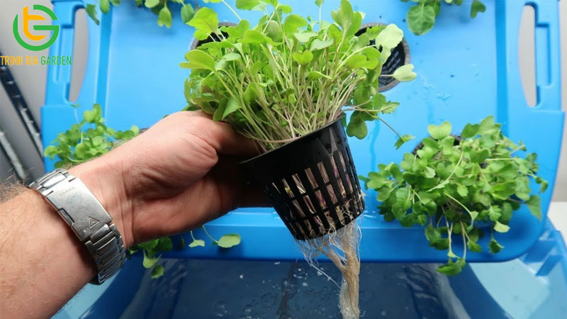 Hướng dẫn cách trồng rau mầm bằng khay tại nhà đơn giản 9 Hướng dẫn cách trồng rau mầm bằng khay tại nhà đơn giản