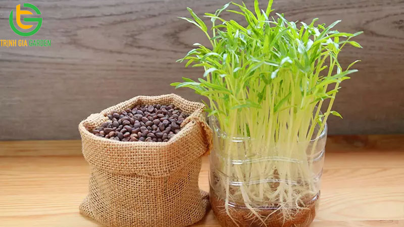 Hướng dẫn cách trồng rau mầm bằng khay tại nhà đơn giản 10 Hướng dẫn cách trồng rau mầm bằng khay tại nhà đơn giản