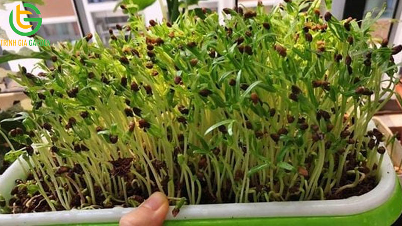 Hướng dẫn cách trồng rau trong thùng nhựa xanh tốt 10 Hướng dẫn cách trồng rau trong thùng nhựa xanh tốt