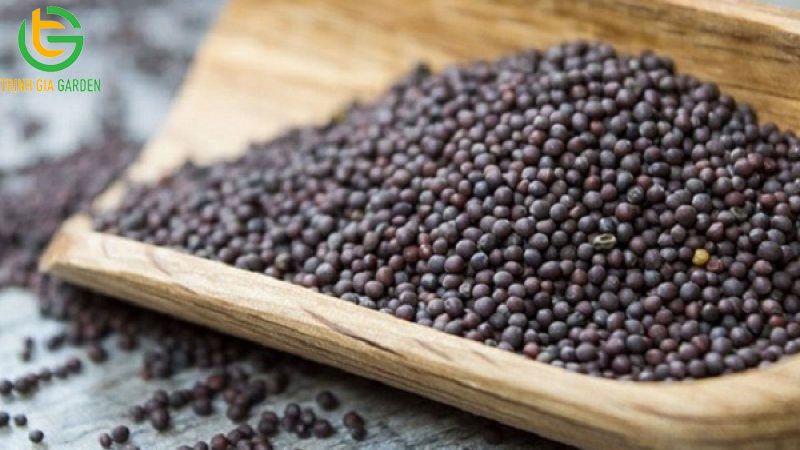 Hướng dẫn cách trồng rau trong thùng nhựa xanh tốt 7 Hướng dẫn cách trồng rau trong thùng nhựa xanh tốt