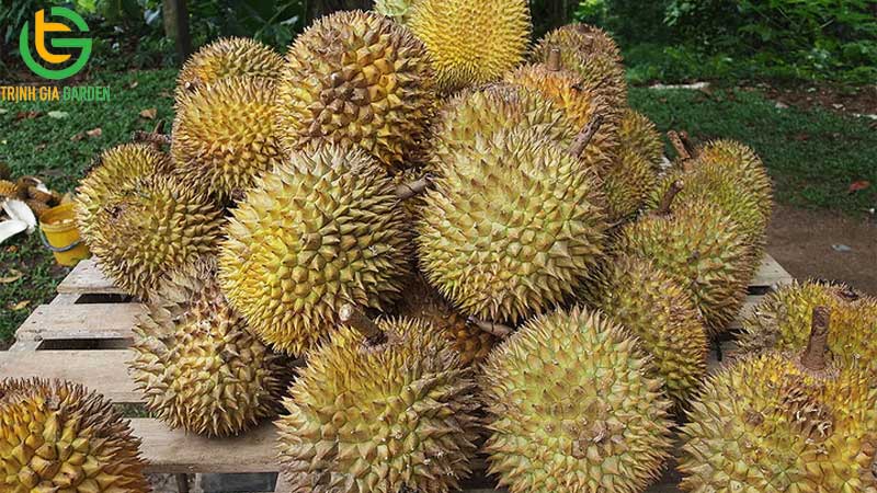 Mách bạn 7 cách ủ sầu riêng nhanh chín không dùng thuốc
