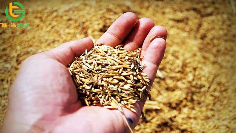 Mách bạn 7 cách ủ sầu riêng nhanh chín không dùng thuốc