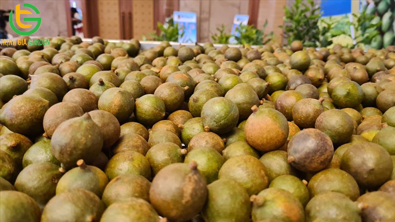 Cây macca dễ trồng không? Cách ươm hạt giống cây macca 6 Cây macca dễ trồng không? Cách ươm hạt giống cây macca