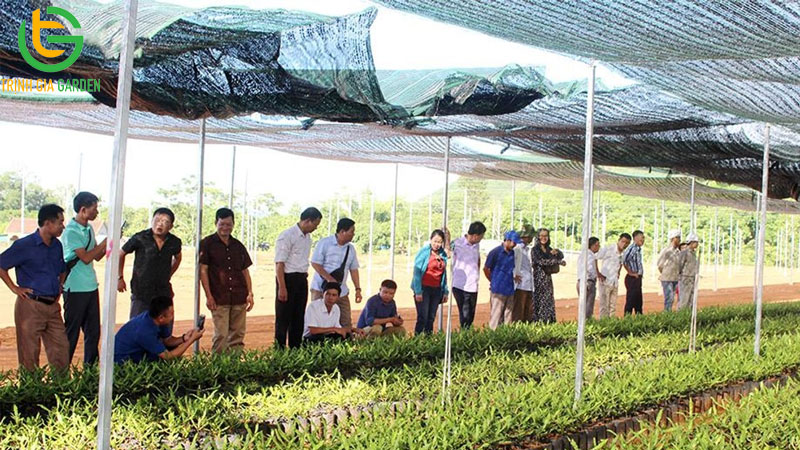 Cây macca dễ trồng không? Cách ươm hạt giống cây macca 7 Cây macca dễ trồng không? Cách ươm hạt giống cây macca