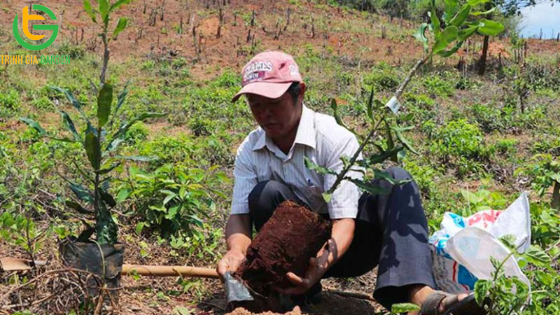 Cây macca dễ trồng không? Cách ươm hạt giống cây macca 8 Cây macca dễ trồng không? Cách ươm hạt giống cây macca