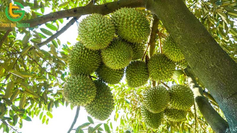 Bí quyết chăm sóc sầu riêng giai đoạn nuôi trái đạt năng suất cao 7 Bí quyết chăm sóc sầu riêng giai đoạn nuôi trái đạt năng suất cao