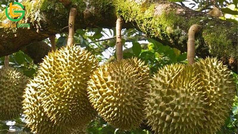 Bí quyết chăm sóc sầu riêng giai đoạn nuôi trái đạt năng suất cao 8 Bí quyết chăm sóc sầu riêng giai đoạn nuôi trái đạt năng suất cao