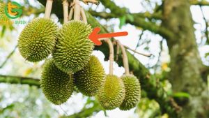 cham soc sau rieng giai doan nuoi trai