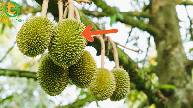 cham soc sau rieng giai doan nuoi trai