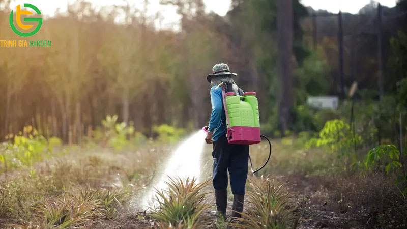 Cỏ sậy là gì? Cách diệt cỏ sậy hiệu quả bằng thuốc 8 Cỏ sậy là gì? Cách diệt cỏ sậy hiệu quả bằng thuốc