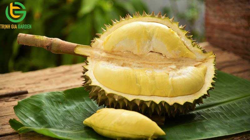 TOP 7 tác dụng của sầu riêng với phụ nữ 9 TOP 7 tác dụng của sầu riêng với phụ nữ