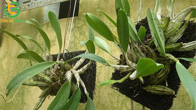 Dớn trồng cây là gì? Cách xử lý dớn trước khi trồng lan 8 Dớn trồng cây là gì? Cách xử lý dớn trước khi trồng lan