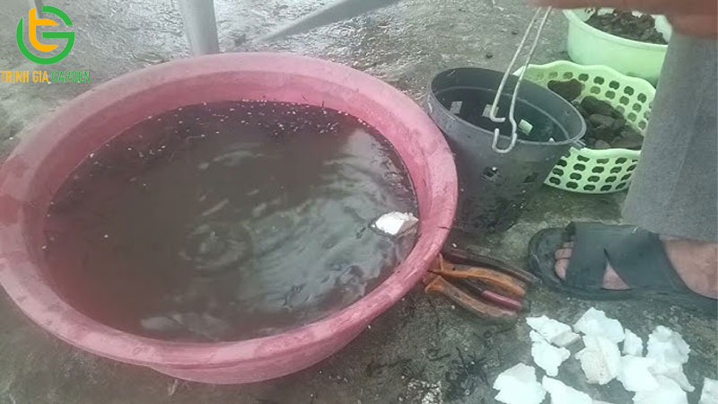 Dớn trồng cây là gì? Cách xử lý dớn trước khi trồng lan 10 Dớn trồng cây là gì? Cách xử lý dớn trước khi trồng lan