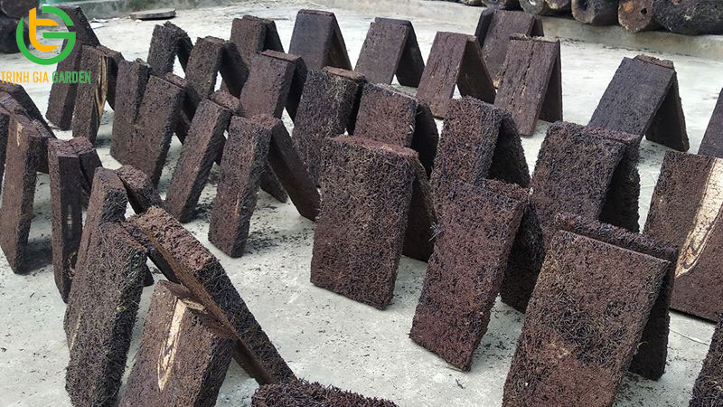Dớn trồng cây là gì? Cách xử lý dớn trước khi trồng lan 12 don trong cay 5