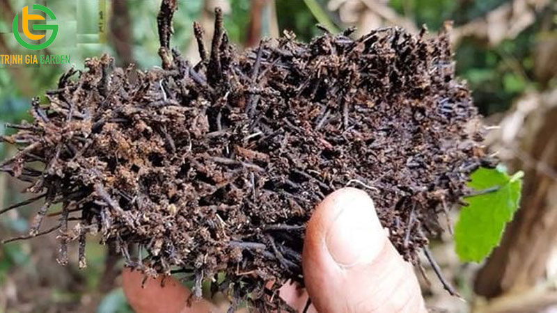 Dớn trồng cây là gì? Cách xử lý dớn trước khi trồng lan 7 Dớn trồng cây là gì? Cách xử lý dớn trước khi trồng lan