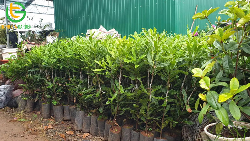 Giá cây giống macca cập nhật mới nhất trên thị trường hôm nay 5 Giá cây giống macca cập nhật mới nhất trên thị trường hôm nay