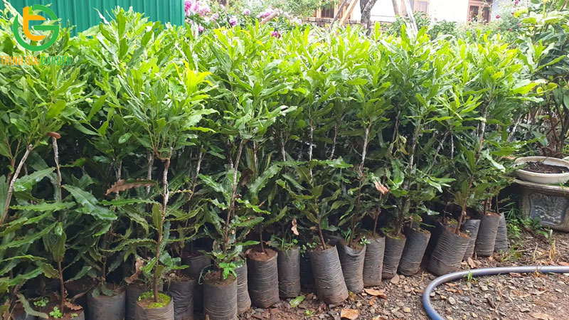 Giá cây giống macca cập nhật mới nhất trên thị trường hôm nay 4 Giá cây giống macca cập nhật mới nhất trên thị trường hôm nay
