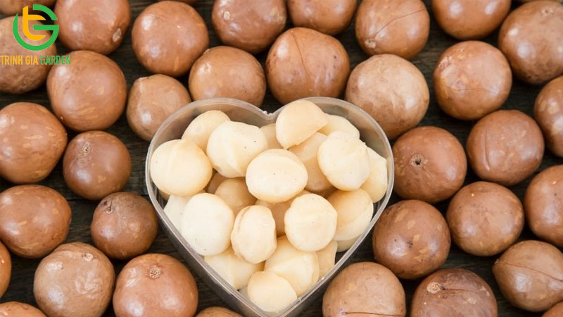 Giá mắc ca hiện nay trên thị trường khô và tươi cập nhật mới nhất 8 Giá mắc ca hiện nay trên thị trường khô và tươi cập nhật mới nhất