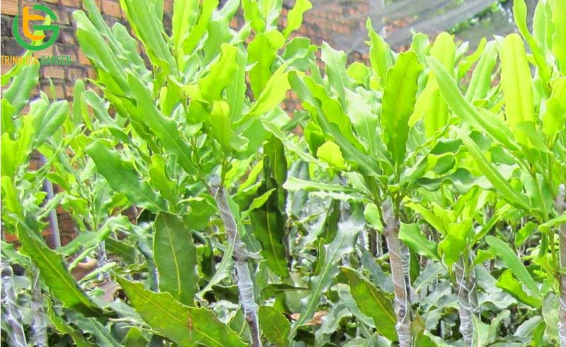 101 hình ảnh về cây mắc ca chi tiết: hoa, lá, cây và quả mắc ca 63 hinh anh ve cay mac ca 1 4
