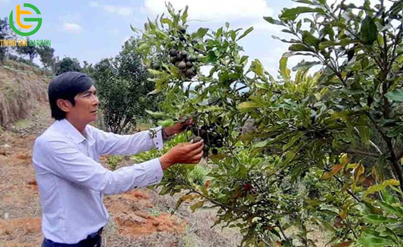 101 hình ảnh về cây mắc ca chi tiết: hoa, lá, cây và quả mắc ca 67 hinh anh ve cay mac ca 1 8