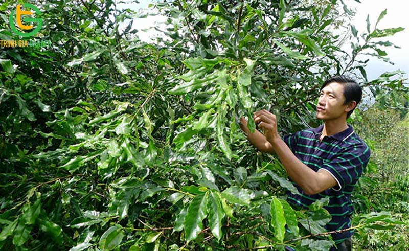 101 hình ảnh về cây mắc ca chi tiết: hoa, lá, cây và quả mắc ca 68 hinh anh ve cay mac ca 1 9