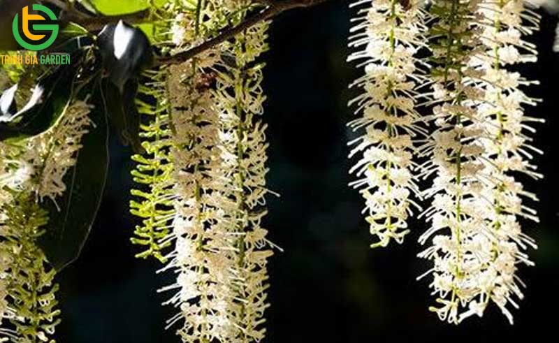 101 hình ảnh về cây mắc ca chi tiết: hoa, lá, cây và quả mắc ca 73 hinh anh ve cay mac ca 2 4