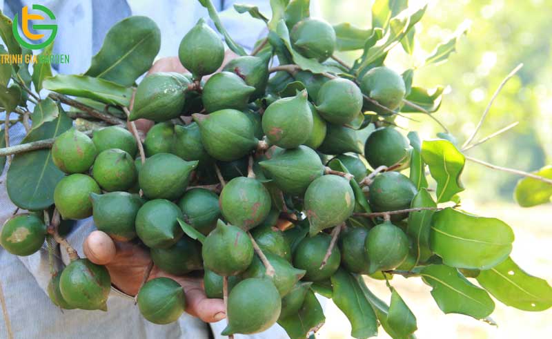 101 hình ảnh về cây mắc ca chi tiết: hoa, lá, cây và quả mắc ca 81 hinh anh ve cay mac ca 3 3