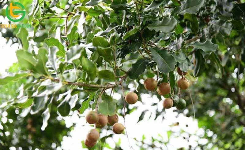 101 hình ảnh về cây mắc ca chi tiết: hoa, lá, cây và quả mắc ca 83 hinh anh ve cay mac ca 3 5