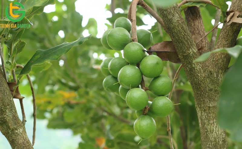 101 hình ảnh về cây mắc ca chi tiết: hoa, lá, cây và quả mắc ca 84 hinh anh ve cay mac ca 3 6