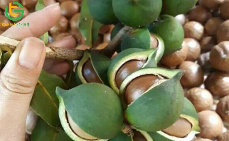 101 hình ảnh về cây mắc ca chi tiết: hoa, lá, cây và quả mắc ca 85 hinh anh ve cay mac ca 3 7