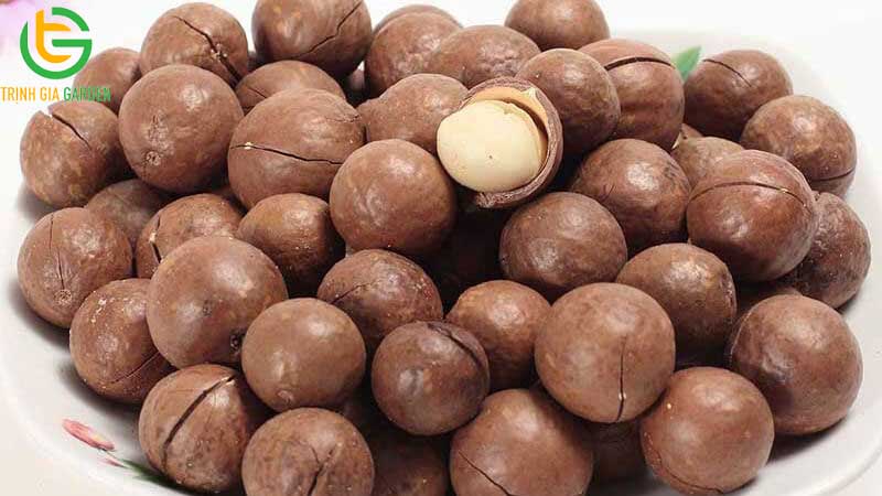 101 hình ảnh về cây mắc ca chi tiết: hoa, lá, cây và quả mắc ca 89 hinh anh ve cay mac ca 4 1