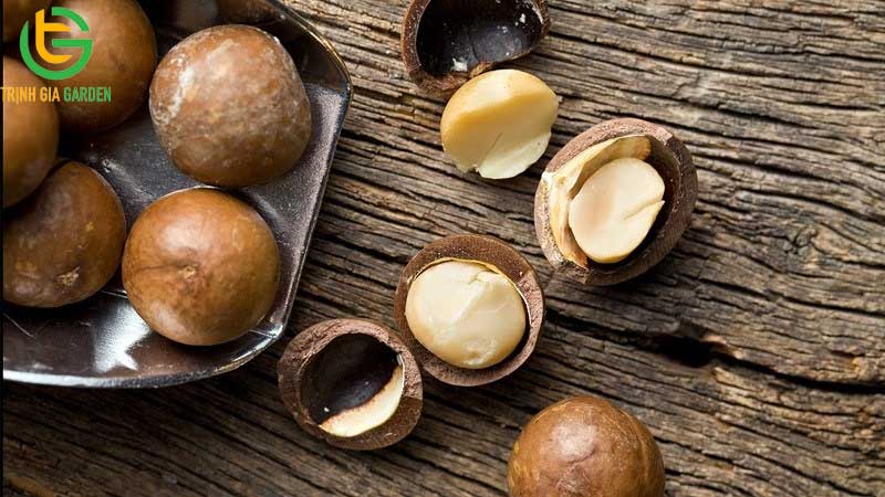 101 hình ảnh về cây mắc ca chi tiết: hoa, lá, cây và quả mắc ca 92 hinh anh ve cay mac ca 4 4