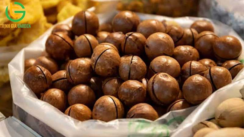 101 hình ảnh về cây mắc ca chi tiết: hoa, lá, cây và quả mắc ca 97 hinh anh ve cay mac ca 4 9