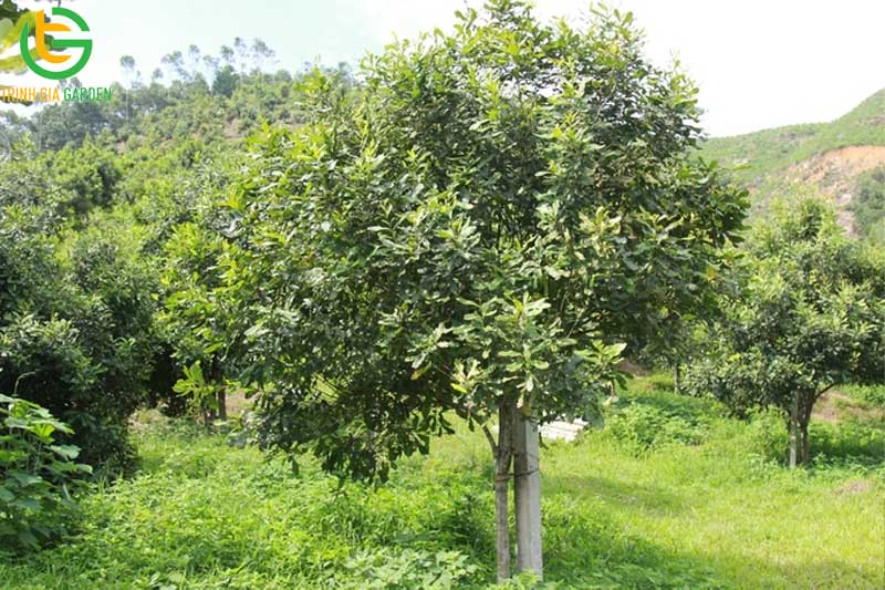 101 hình ảnh về cây mắc ca chi tiết: hoa, lá, cây và quả mắc ca 55 hinh anh ve cay mac ca 5