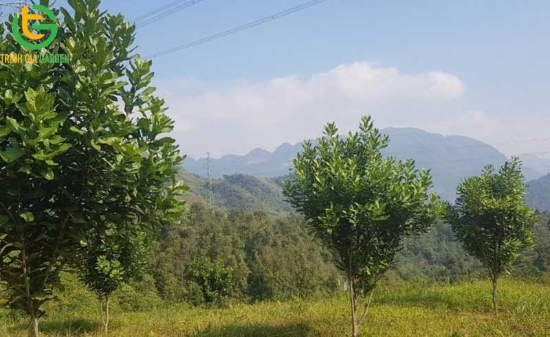 101 hình ảnh về cây mắc ca chi tiết: hoa, lá, cây và quả mắc ca 57 hinh anh ve cay mac ca 7