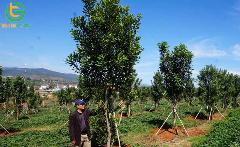 101 hình ảnh về cây mắc ca chi tiết: hoa, lá, cây và quả mắc ca 58 hinh anh ve cay mac ca 8